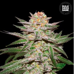 AUTO CARAMEL KING · Bulk Seed Bank · kenevir tohum · Auto Fem