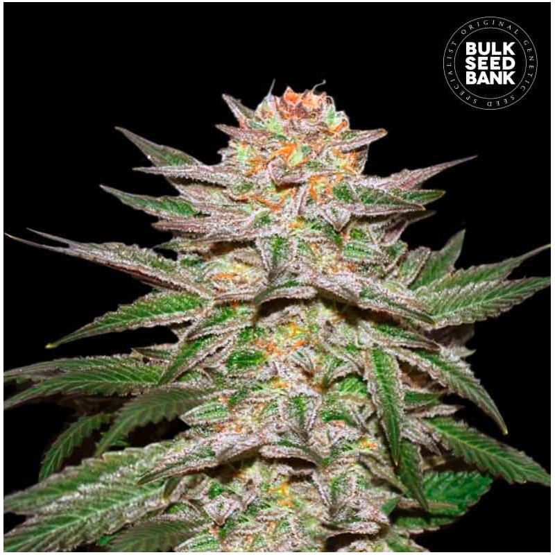 AUTO CARAMEL KING · Bulk Seed Bank · kenevir tohum · Auto Fem