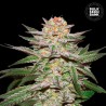 AUTO CARAMEL KING · Bulk Seed Bank · kenevir tohum · Auto Fem