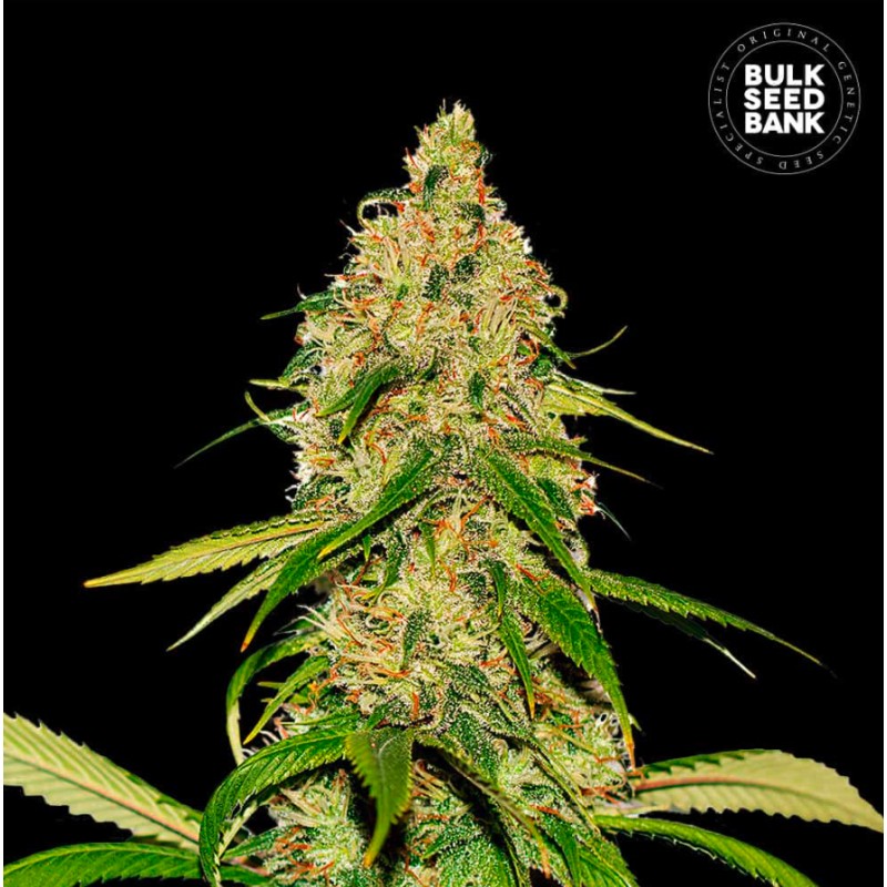 AUTO CBD WHITE WIDOW · Bulk Seed Bank · kenevir tohum · Auto Fem