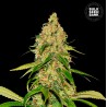 AUTO CBD WHITE WIDOW · Bulk Seed Bank · cannabis seeds · Auto Fem