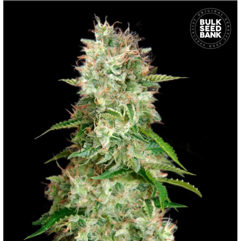 AUTO CHEESE · Bulk Seed Bank · kenevir tohum · Auto Fem