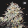 AUTO COCOPOPO · Bulk Seed Bank · kenevir tohum · Auto Fem