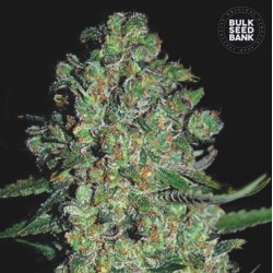 AUTO CHRONICAL · Bulk Seed Bank · cannabis seeds · Auto Fem