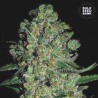 AUTO CHRONICAL · Bulk Seed Bank · kenevir tohum · Auto Fem