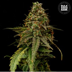 AUTO COFFE ROCKET · Bulk Seed Bank · cannabis seeds · Auto Fem