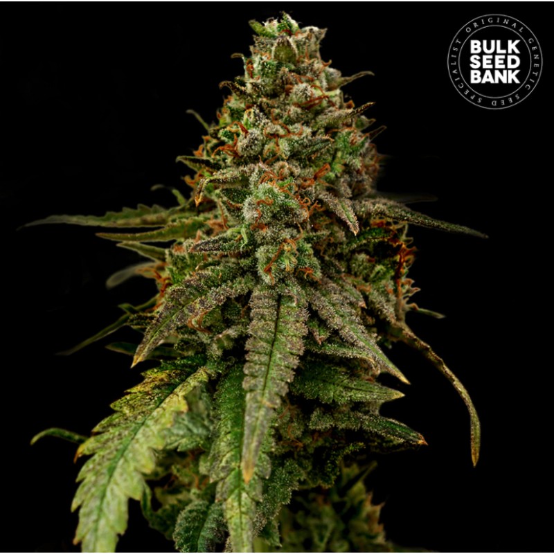 AUTO COFFE ROCKET · Bulk Seed Bank · kenevir tohum · Auto Fem