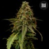 AUTO COFFE ROCKET · Bulk Seed Bank · cannabis seeds · Auto Fem