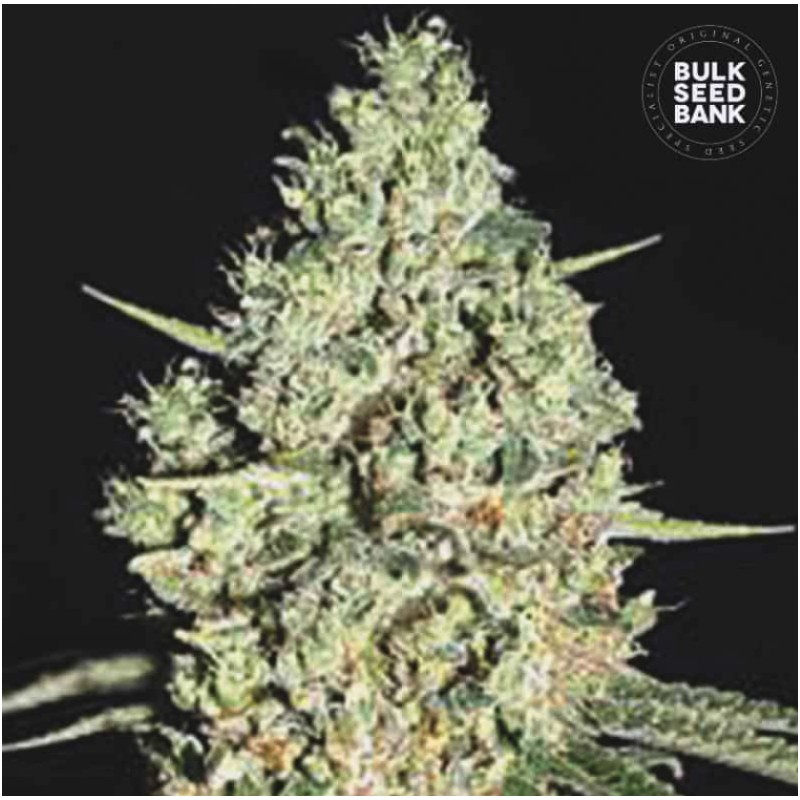 AUTO CRITICAL · Bulk Seed Bank · cannabis seeds · Auto Fem