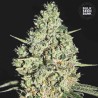 AUTO CRITICAL · Bulk Seed Bank · cannabis seeds · Auto Fem