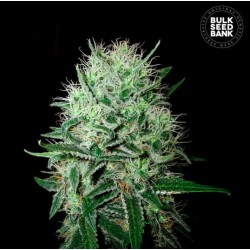 AUTO DEVIL KISS · Bulk Seed Bank · cannabis seeds · Auto Fem
