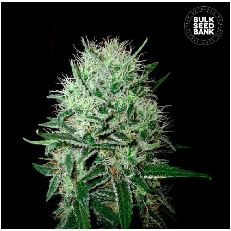 AUTO DEVIL KISS · Bulk Seed Bank · kenevir tohum · Auto Fem