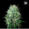AUTO DEVIL KISS · Bulk Seed Bank · kenevir tohum · Auto Fem