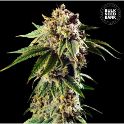 AUTO DOSIDOS ROCKETOS · Bulk Seed Bank · cannabis seeds · Auto Fem