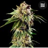 AUTO DOSIDOS ROCKETOS · Bulk Seed Bank · kenevir tohum · Auto Fem