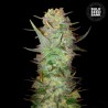 AUTO DUBAI POISON · Bulk Seed Bank · kenevir tohum · Auto Fem