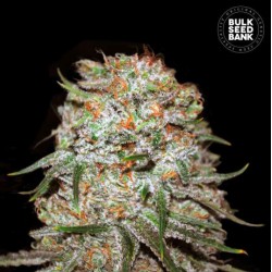 AUTO EAST RYDER · Bulk Seed Bank · kenevir tohum · Auto Fem