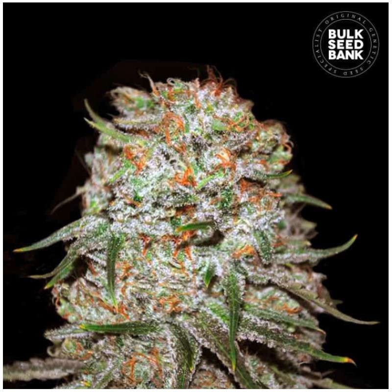 AUTO EAST RYDER · Bulk Seed Bank · cannabis seeds · Auto Fem