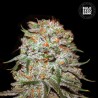 AUTO EAST RYDER · Bulk Seed Bank · kenevir tohum · Auto Fem