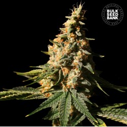 AUTO EXTRA MINTZ · Bulk Seed Bank · cannabis seeds · Auto Fem