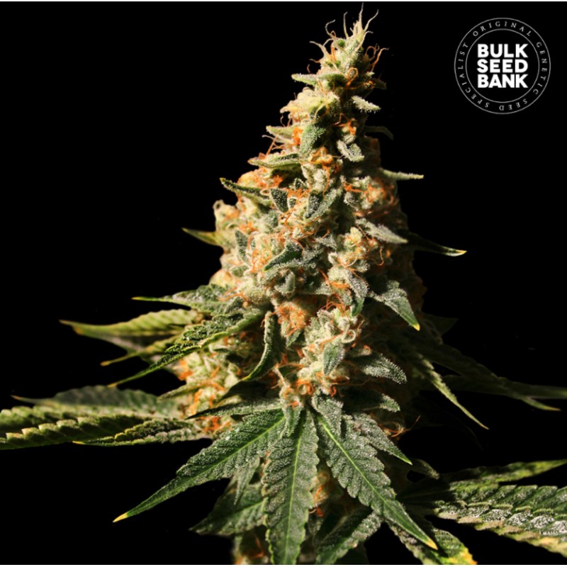 AUTO EXTRA MINTZ · Bulk Seed Bank · cannabis seeds · Auto Fem