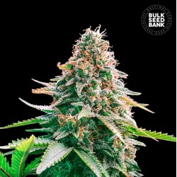 AUTO GELATO SAMBA · Bulk Seed Bank · kenevir tohum · Auto Fem