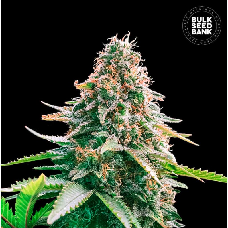 AUTO GELATO SAMBA · Bulk Seed Bank · kenevir tohum · Auto Fem