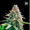 AUTO GELATO SAMBA · Bulk Seed Bank · cannabis seeds · Auto Fem