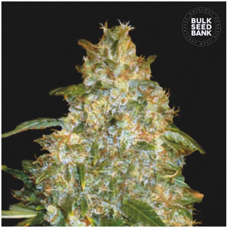 AUTO GOOD WILD SHARK · Bulk Seed Bank · kenevir tohum · Auto Fem