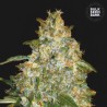 AUTO GOOD WILD SHARK · Bulk Seed Bank · kenevir tohum · Auto Fem