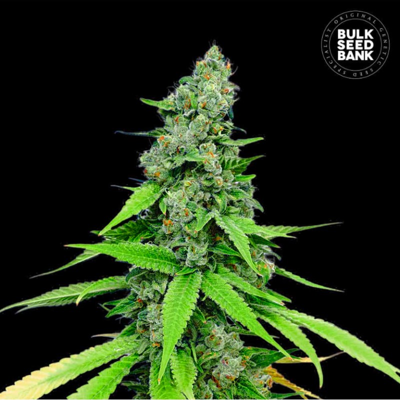 AUTO GRANDE CRACK · Bulk Seed Bank · kenevir tohum · Auto Fem