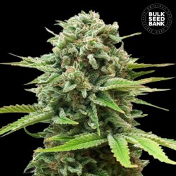 AUTO GUERILLA GLUE · Bulk Seed Bank · kenevir tohum · Auto Fem