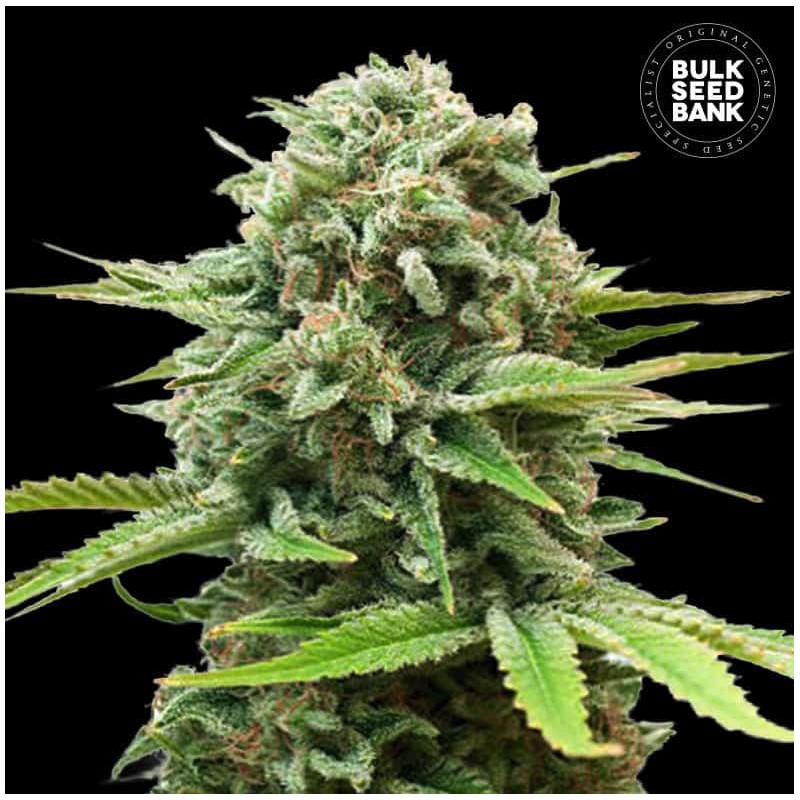 AUTO GUERILLA GLUE · Bulk Seed Bank · cannabis seeds · Auto Fem