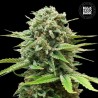 AUTO GUERILLA GLUE · Bulk Seed Bank · kenevir tohum · Auto Fem