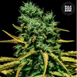 AUTO HELL BELLS OG · Bulk Seed Bank · cannabis seeds · Auto Fem