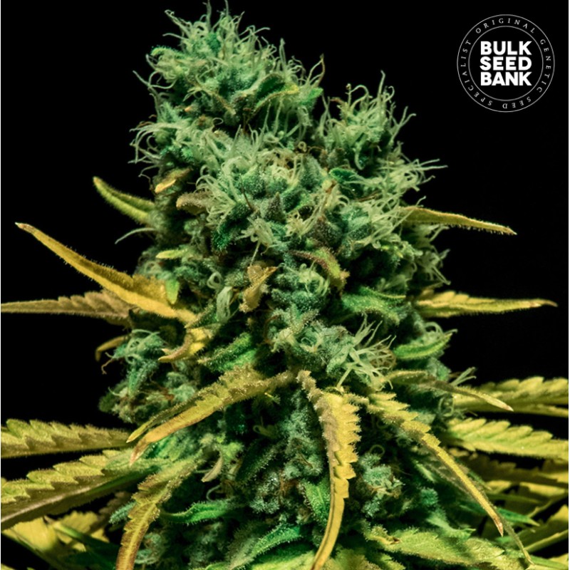 AUTO HELL BELLS OG · Bulk Seed Bank · cannabis seeds · Auto Fem