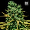 AUTO HELL BELLS OG · Bulk Seed Bank · kenevir tohum · Auto Fem