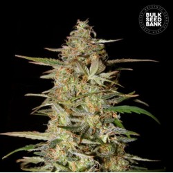 AUTO HINDU KUSH · Bulk Seed Bank · tohum · disi · Auto Fem