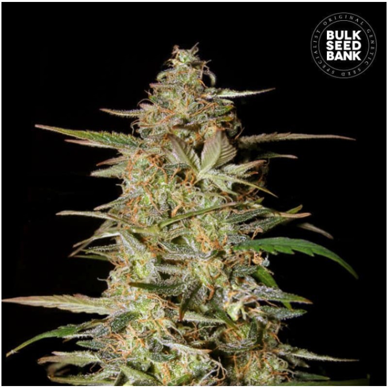 AUTO HINDU KUSH · Bulk Seed Bank · tohum · disi · Auto Fem