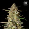 AUTO HINDU KUSH · Bulk Seed Bank · tohum · disi · Auto Fem