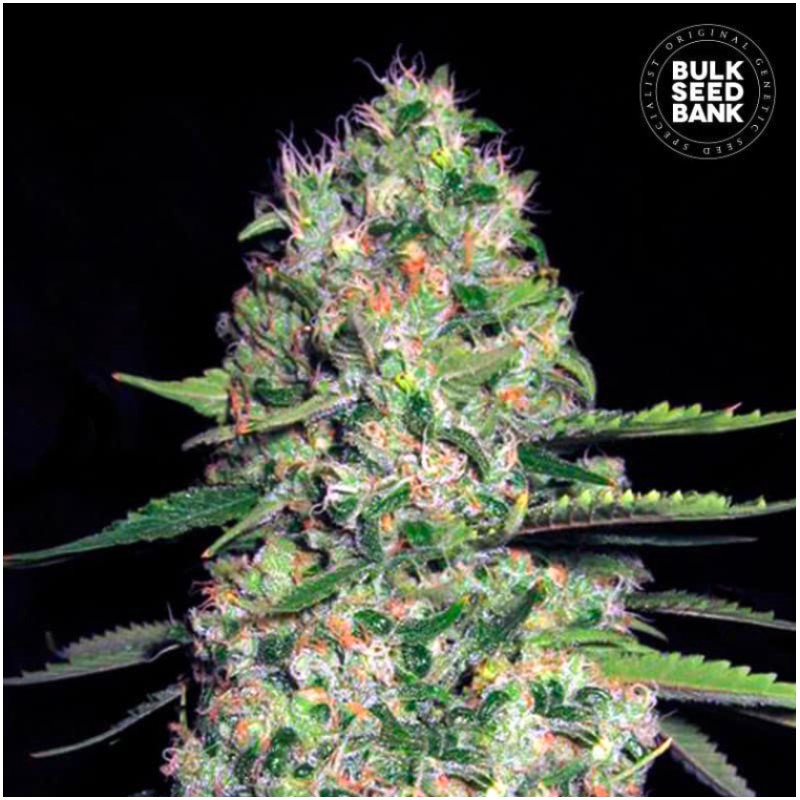 AUTO JACK HAIR · Bulk Seed Bank · cannabis seeds · Auto Fem