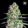 AUTO JACK HAIR · Bulk Seed Bank · kenevir tohum · Auto Fem