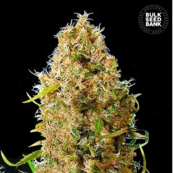 AUTO KALI'S MISTERY · Bulk Seed Bank · cannabis seeds · Auto Fem