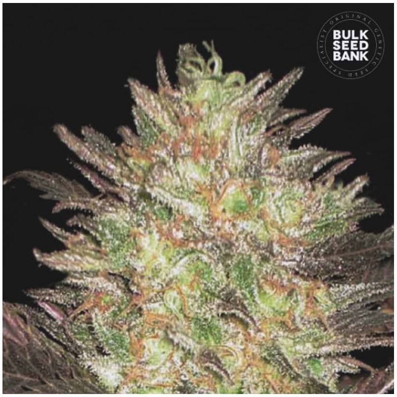 AUTO LAVENDER BEST · Bulk Seed Bank · kenevir tohum · Auto Fem