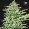 AUTO LIME SKUNK · Bulk Seed Bank · kenevir tohum · Auto Fem