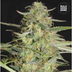 AUTO LOVERYDER · Bulk Seed Bank · cannabis seeds · Auto Fem