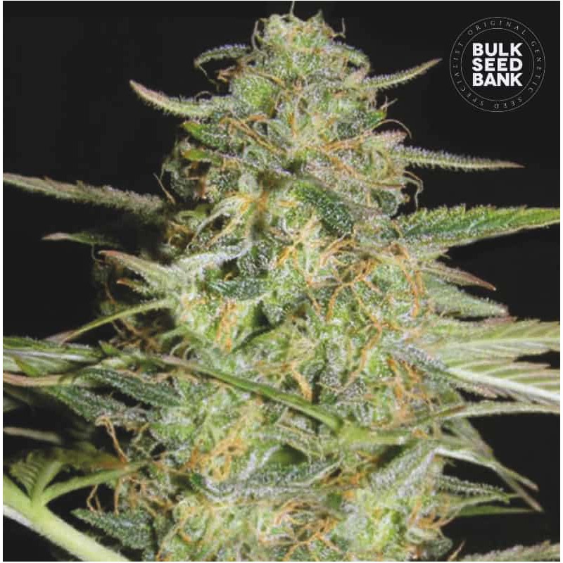 AUTO LOVERYDER · Bulk Seed Bank · cannabis seeds · Auto Fem