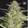 AUTO LOVERYDER · Bulk Seed Bank · kenevir tohum · Auto Fem