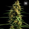AUTO MANDARINE JUICE · Bulk Seed Bank · cannabis seeds · Auto Fem