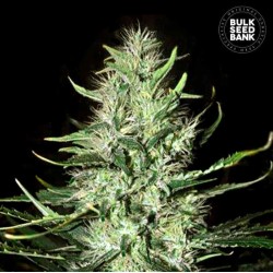 AUTO MAZAR EXTRA · Bulk Seed Bank · kenevir tohum · Auto Fem